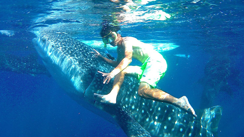 セブ 島 ジンベイザメ 日焼け セール 止め